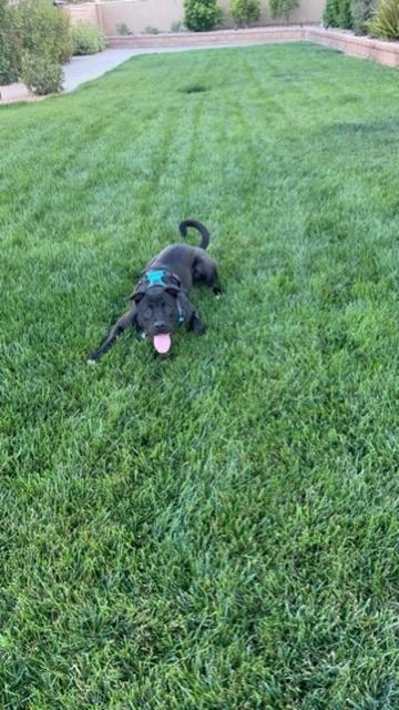 Gigi, a ADOPTABLE mixed breed in oakland, CA image 5/5