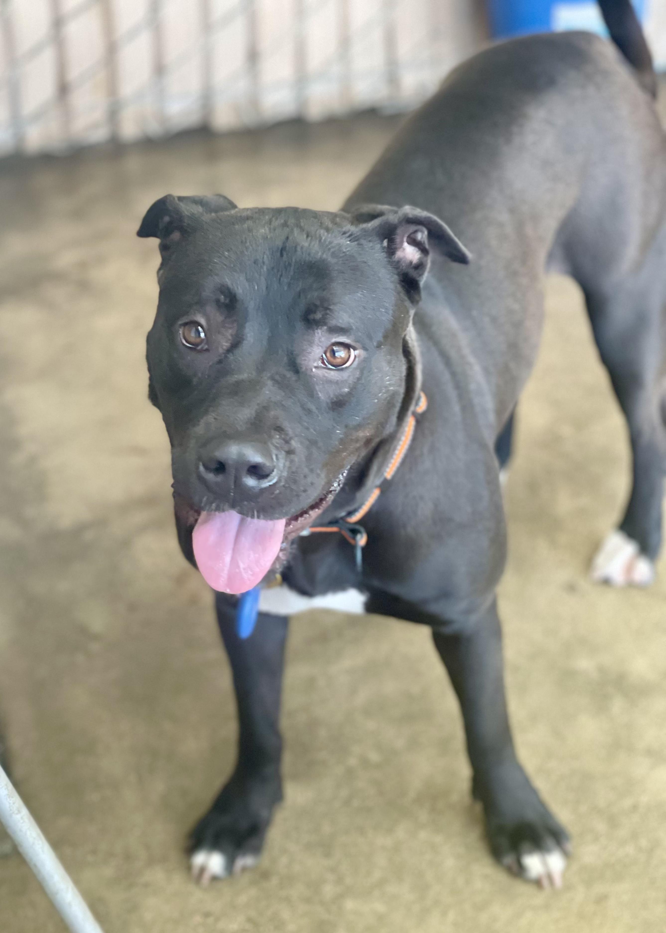 Gigi, a ADOPTABLE mixed breed in oakland, CA image 3/5