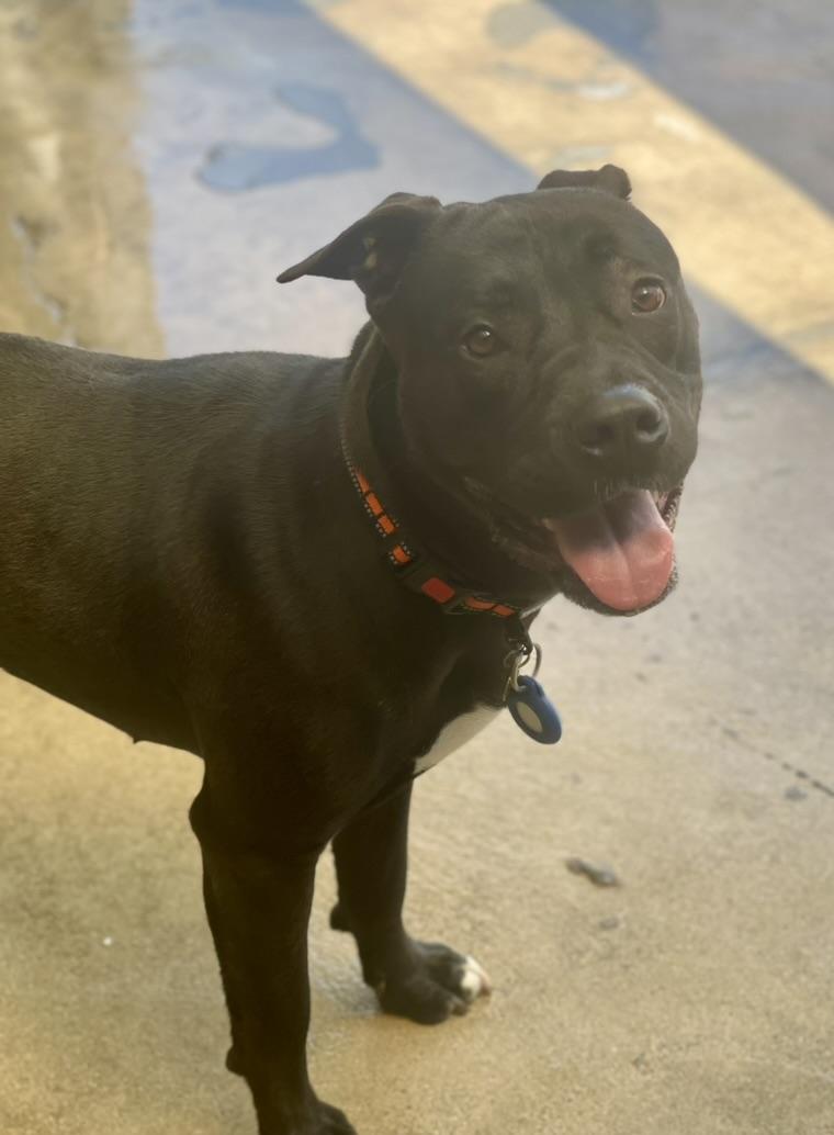 Gigi, a ADOPTABLE mixed breed in oakland, CA image 2/5
