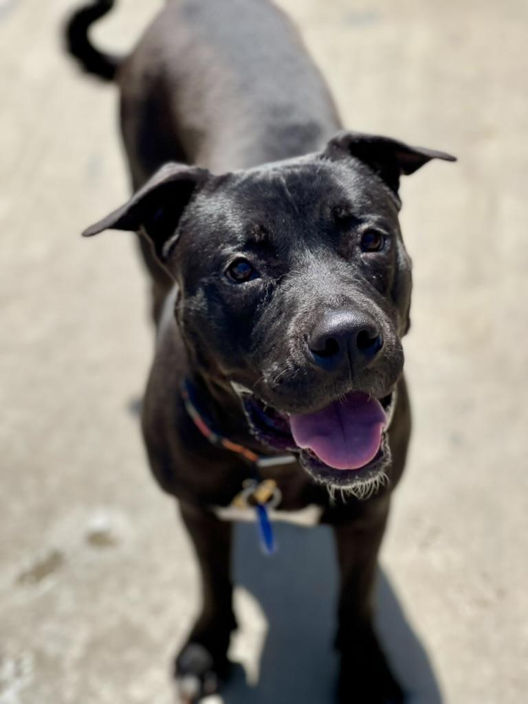 Gigi, ADOPTABLE, Adult Female Pit Bull Terrier & Rottweiler.