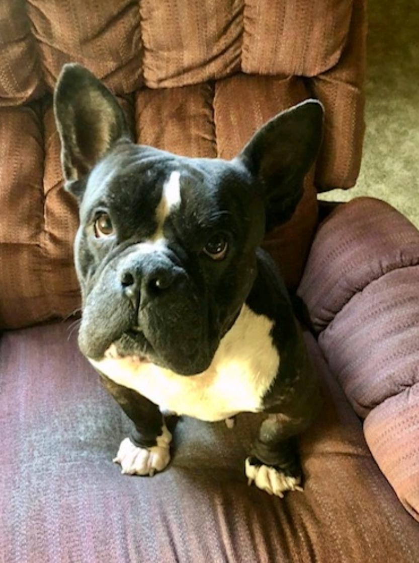 Enlarge Pork Chop (partially sponsored fee), a Adopted mixed breed in Woolwich, ME image 1/6