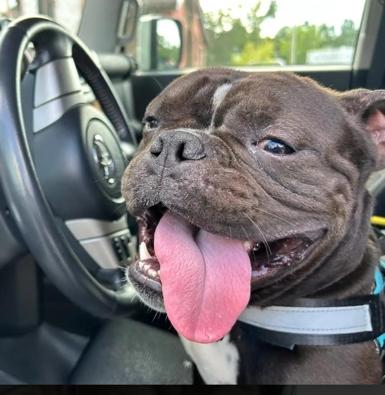 Enlarge Pork Chop (partially sponsored fee), a Adopted mixed breed in Woolwich, ME image 2/6