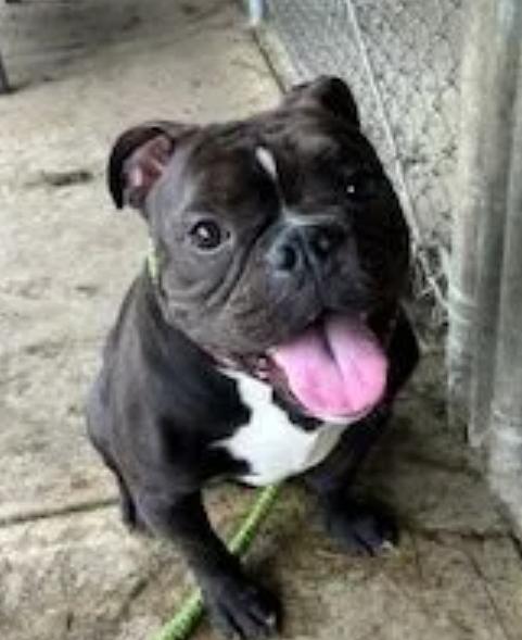 Enlarge Pork Chop (partially sponsored fee), a Adopted mixed breed in Woolwich, ME image 3/6