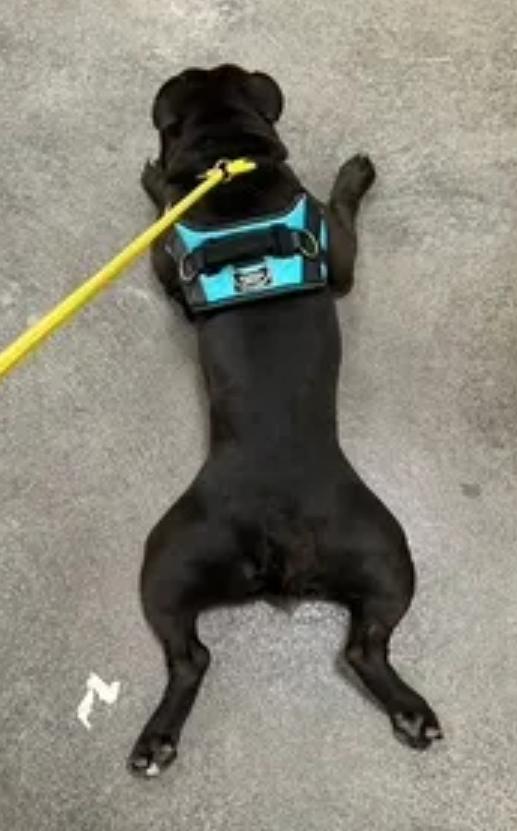 Enlarge Pork Chop (partially sponsored fee), a Adopted mixed breed in Woolwich, ME image 4/6