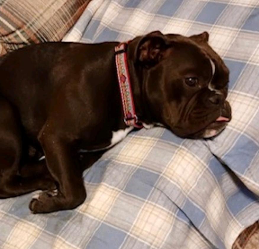 Enlarge Pork Chop (partially sponsored fee), a Adopted mixed breed in Woolwich, ME image 5/6