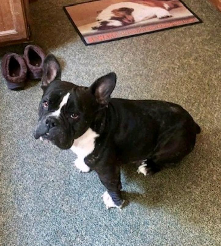 Enlarge Pork Chop (partially sponsored fee), a Adopted mixed breed in Woolwich, ME image 6/6