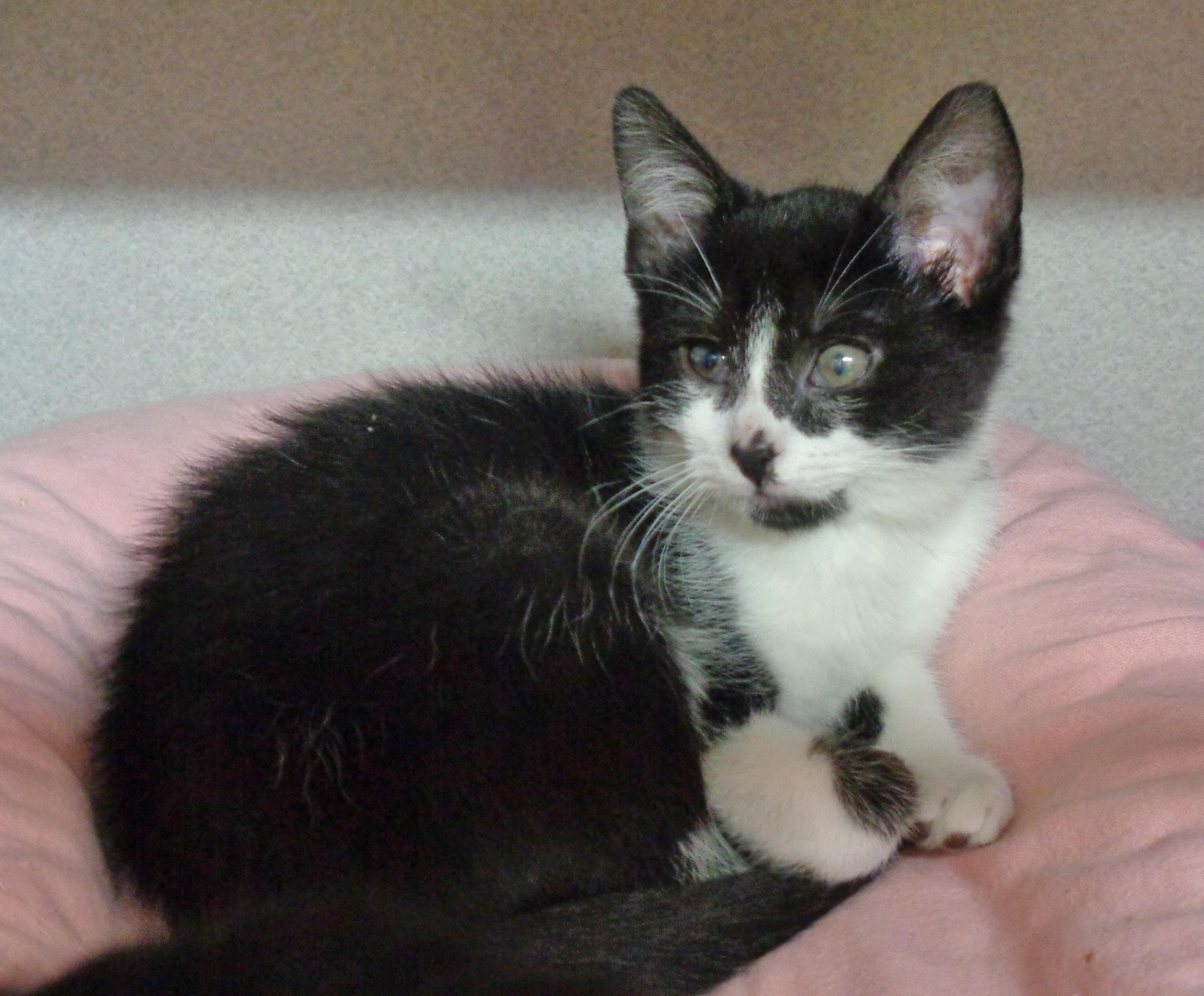PARODY, an adopted Domestic Short Hair in Delhi, NY image 1/6
