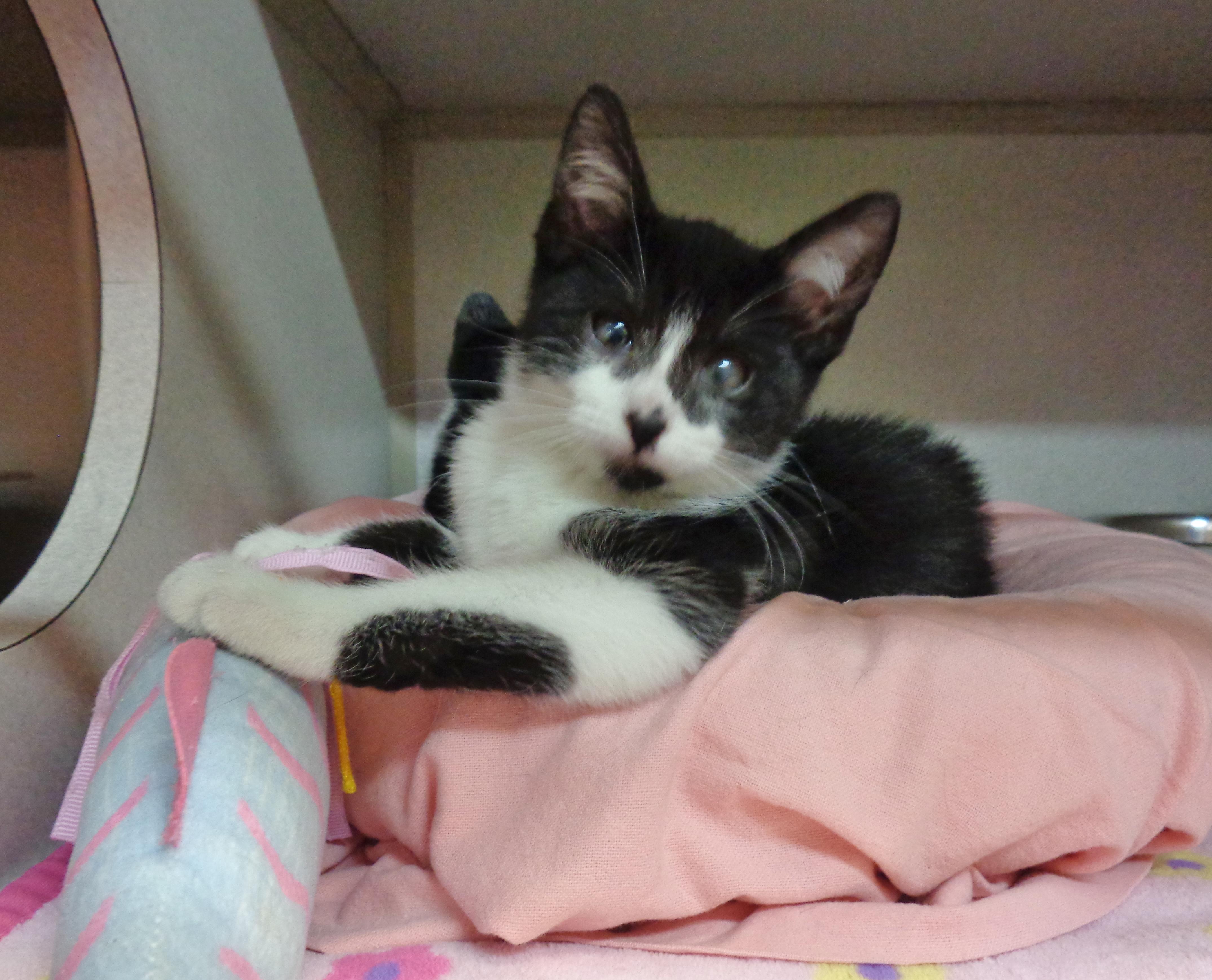 PARODY, an adopted Domestic Short Hair in Delhi, NY image 3/6