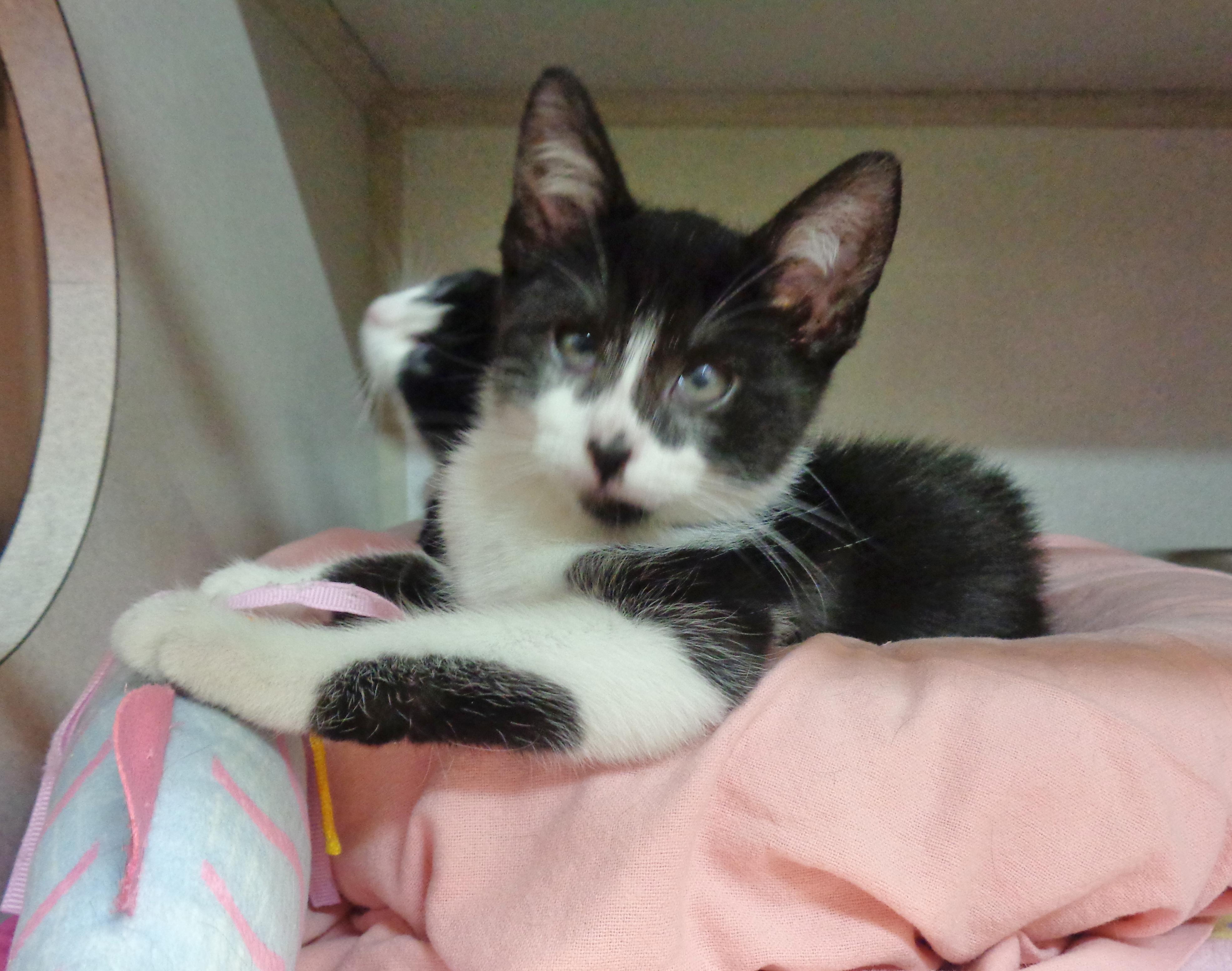 PARODY, an adopted Domestic Short Hair in Delhi, NY image 6/6