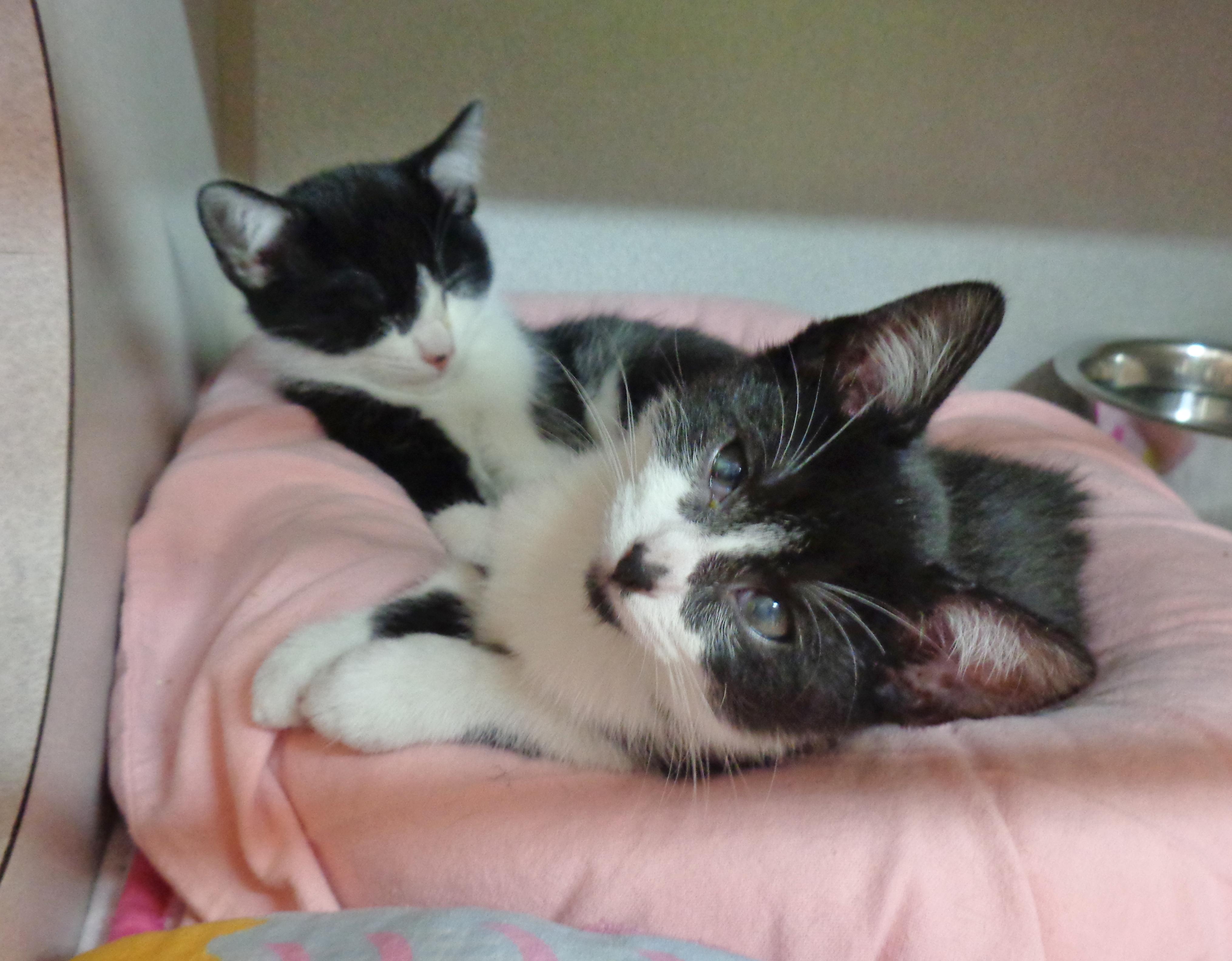 PARODY, an adopted Domestic Short Hair in Delhi, NY image 5/6