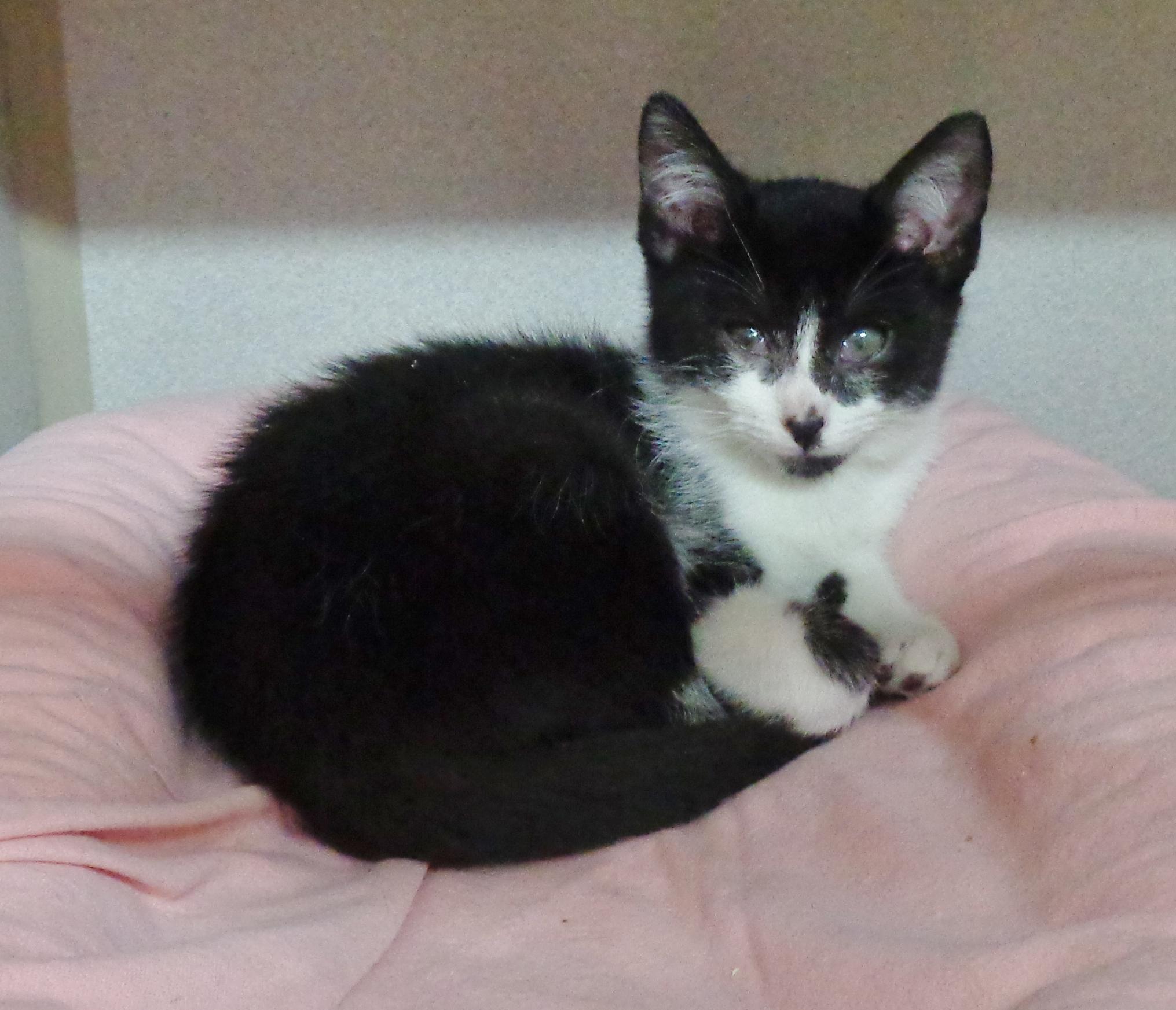 PARODY, an adopted Domestic Short Hair in Delhi, NY image 2/6