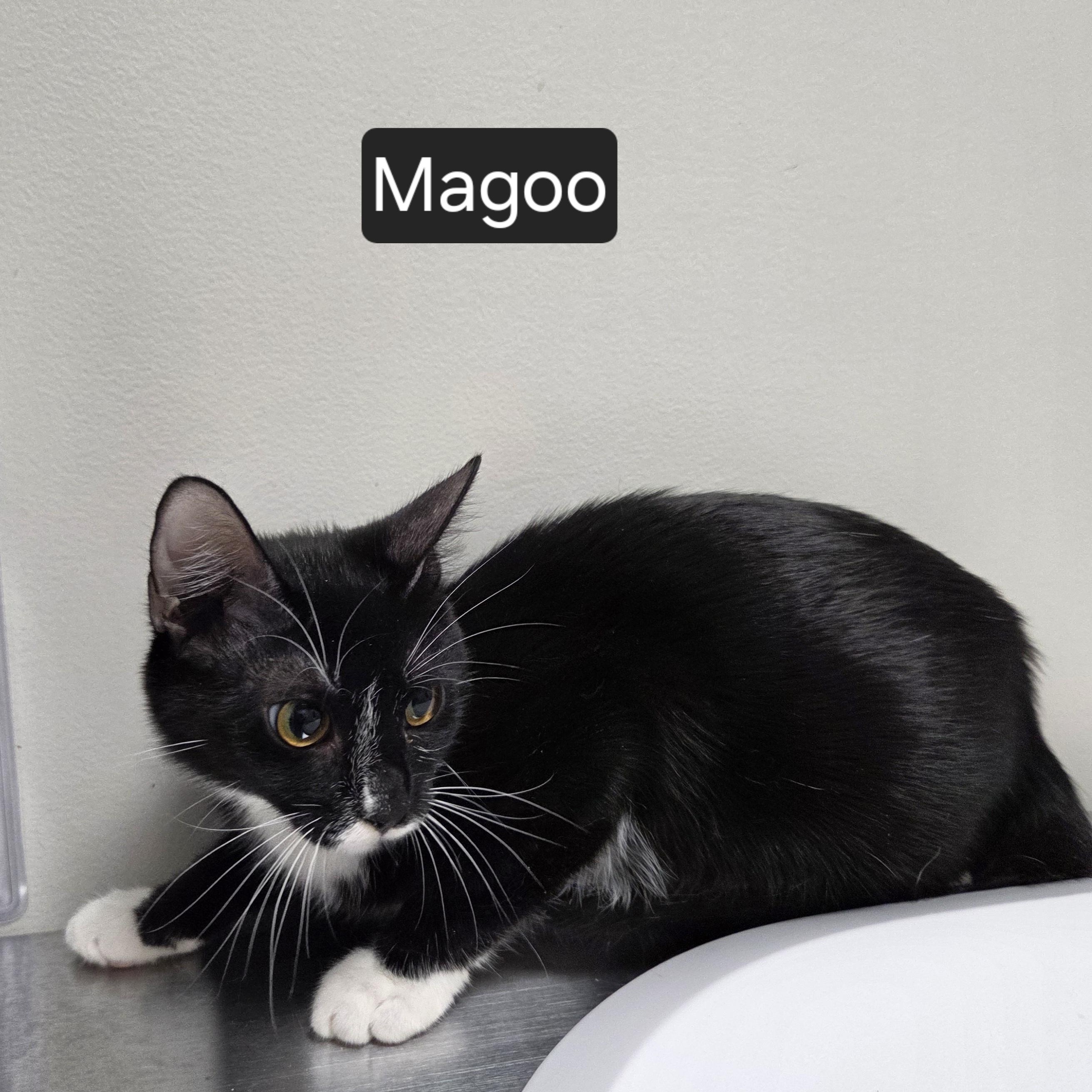 Magoo, Adoptable, Young Female Domestic Short Hair.
