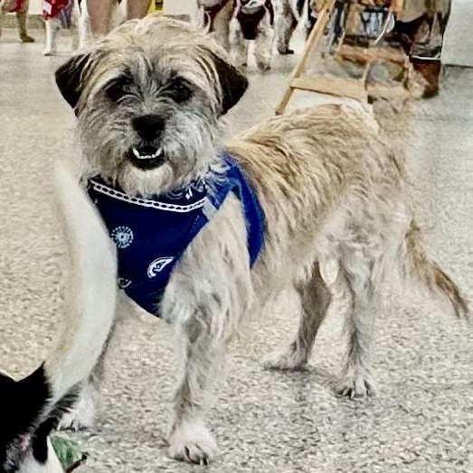 Kiko Savor, a Adoptable Border Terrier in Plano, TX image 1/3