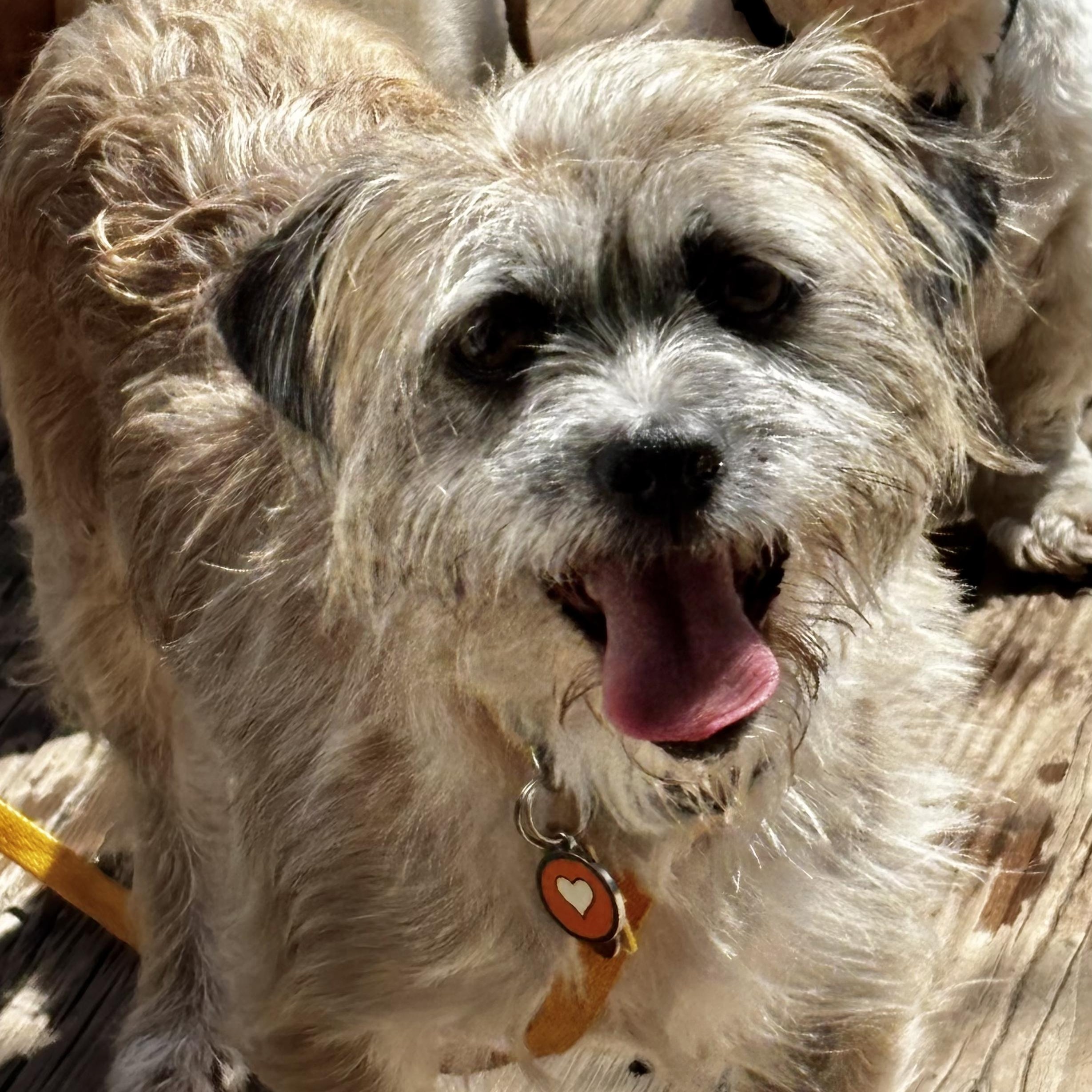Enlarge Kiko Savor, a Adoptable Border Terrier in Plano, TX image 1/1