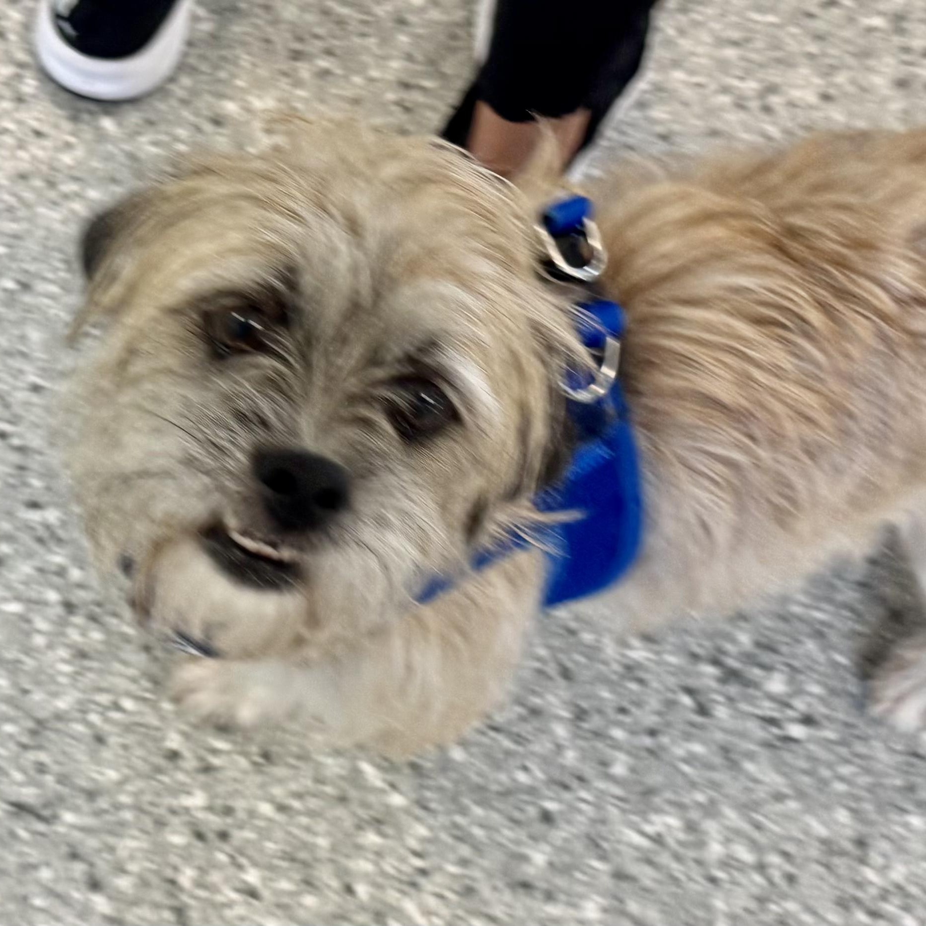 Kiko Savor, a Adoptable Border Terrier in Plano, TX image 3/3