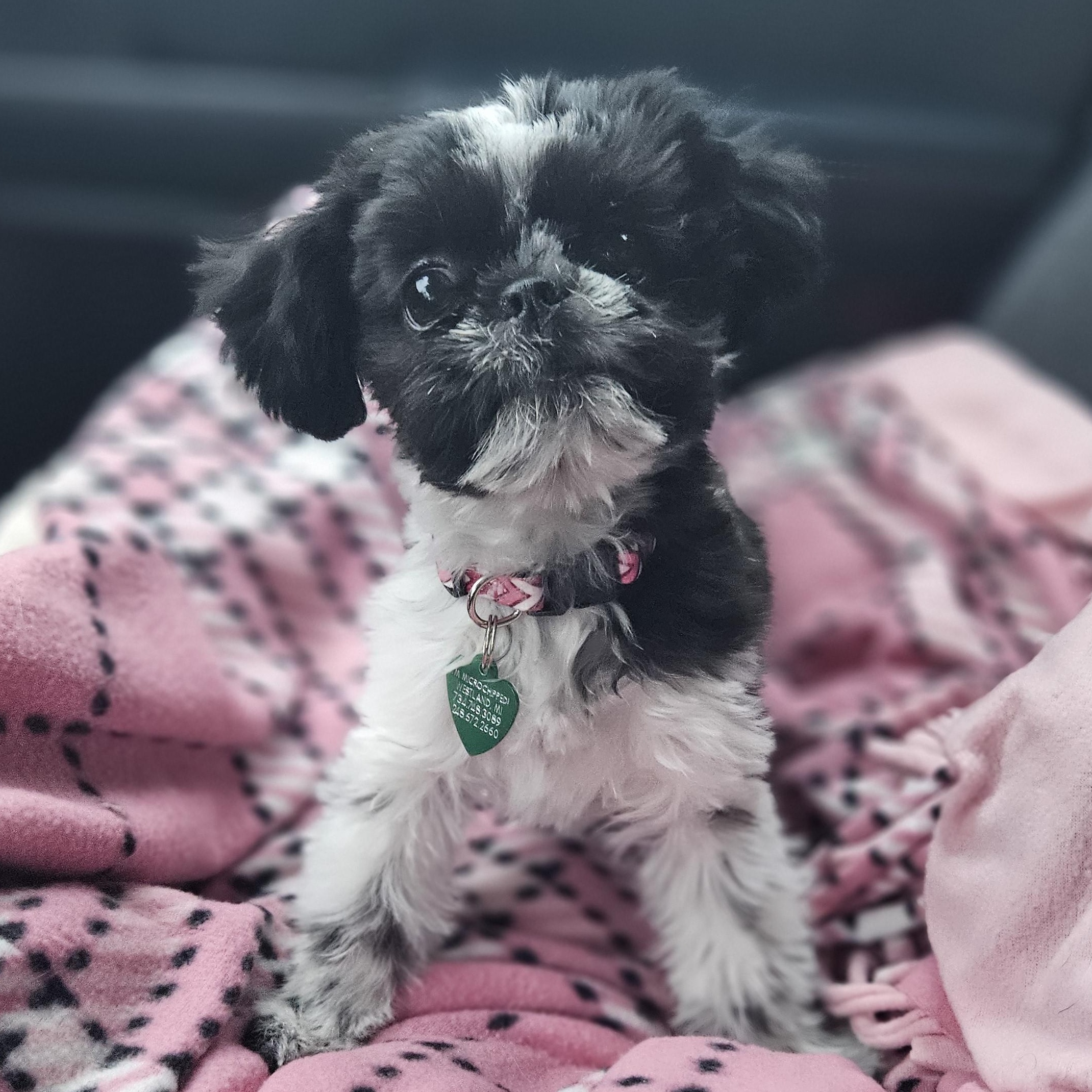 Enlarge Miranda, an adopted mixed breed in Livonia, MI image 5/6