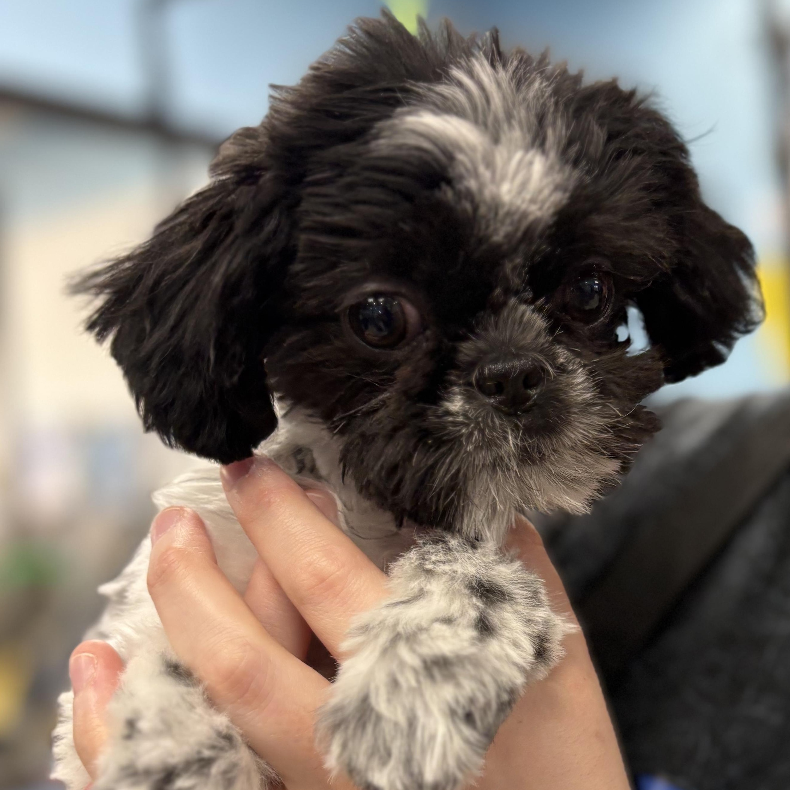 Miranda, Adoptable, Puppy Female Shih Tzu.