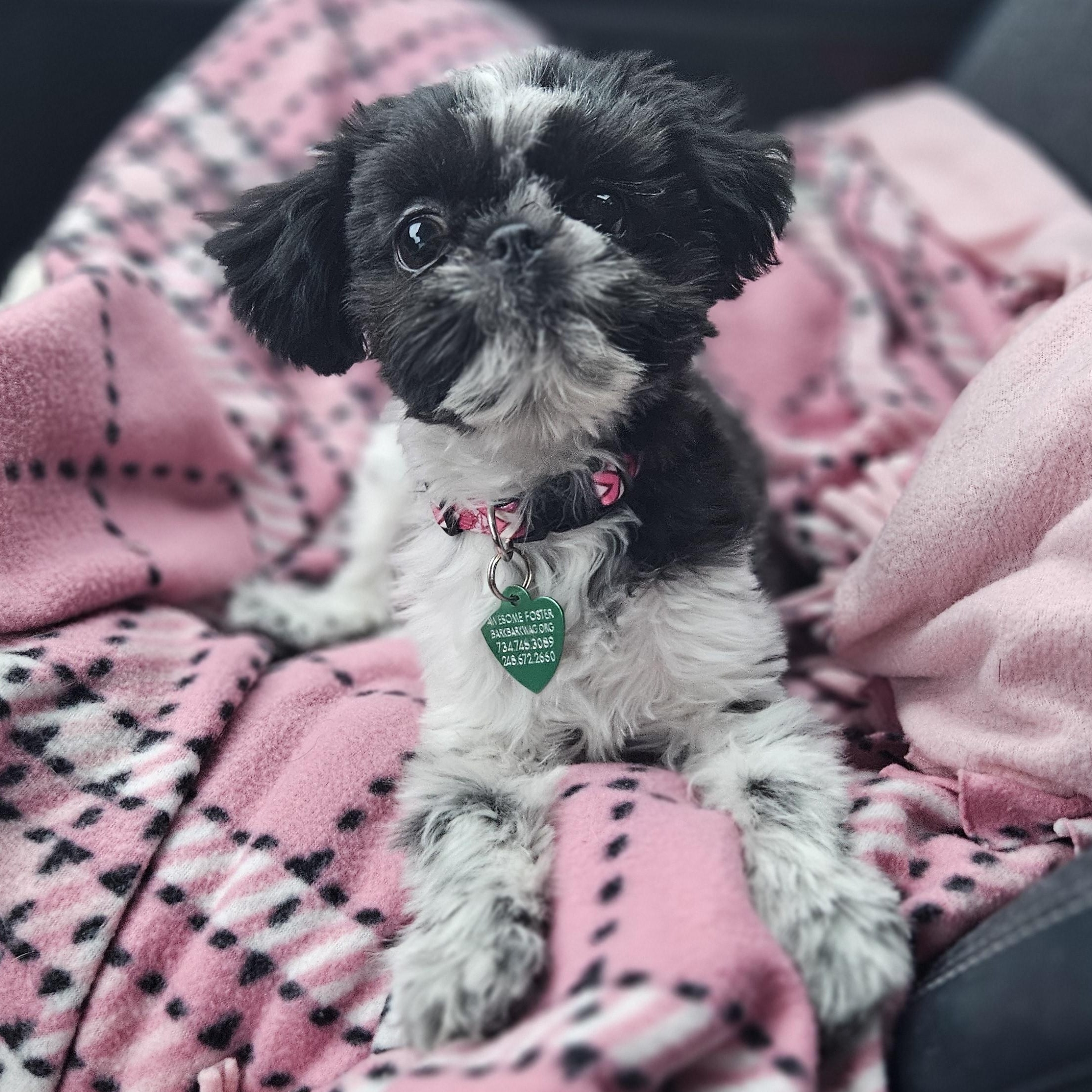 Enlarge Miranda, an adopted mixed breed in Livonia, MI image 6/6