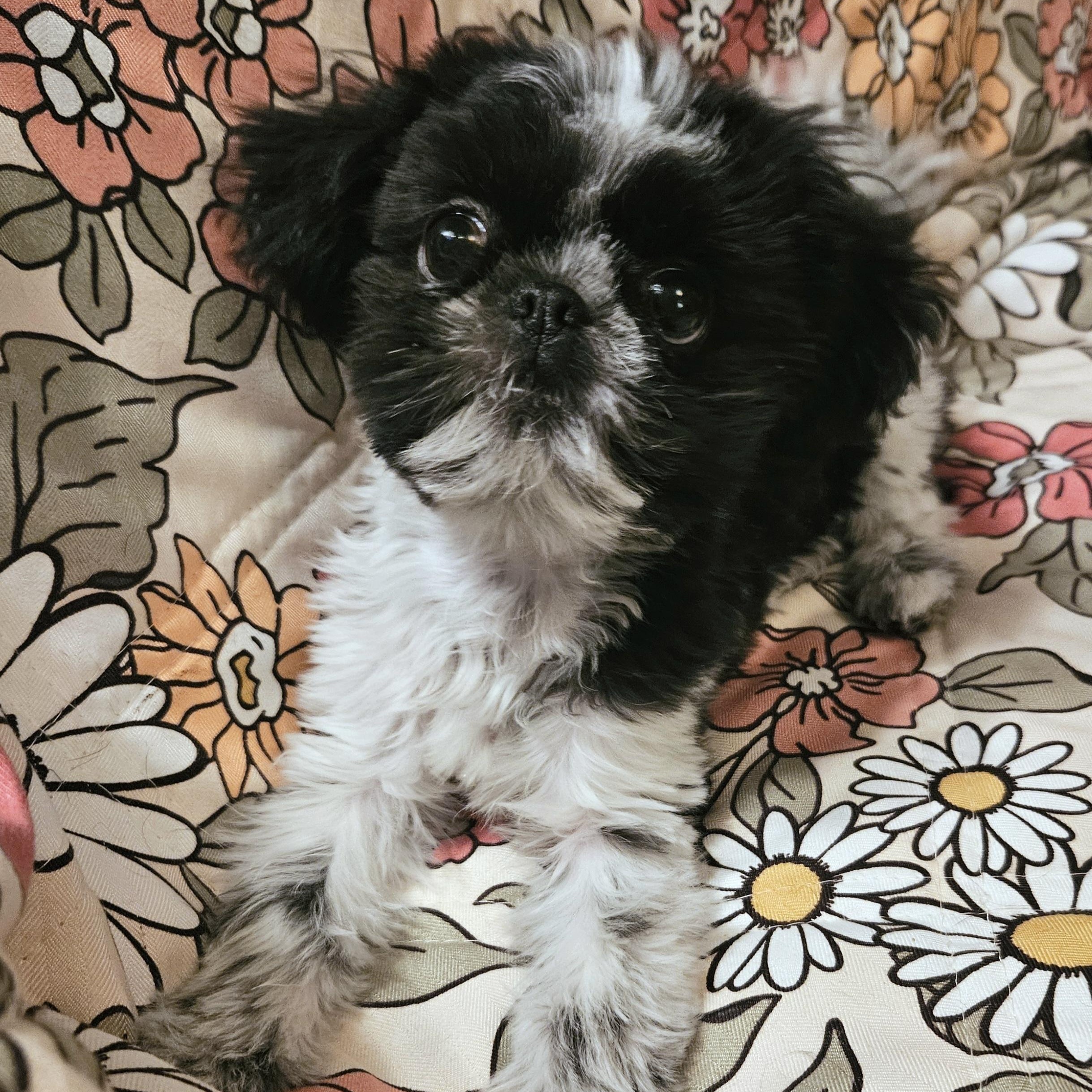 Enlarge Miranda, an adopted mixed breed in Livonia, MI image 2/6