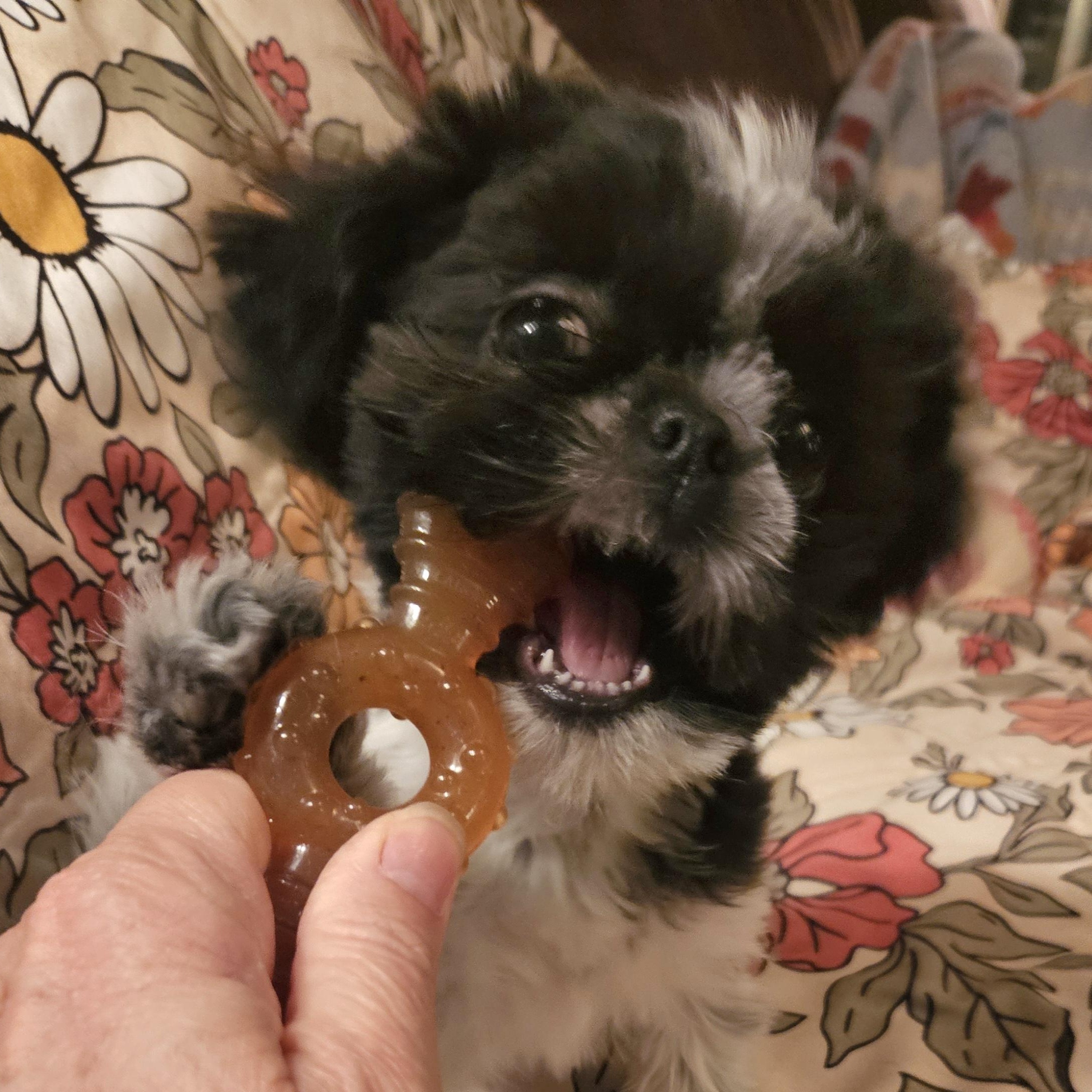 Enlarge Miranda, an adopted mixed breed in Livonia, MI image 4/6