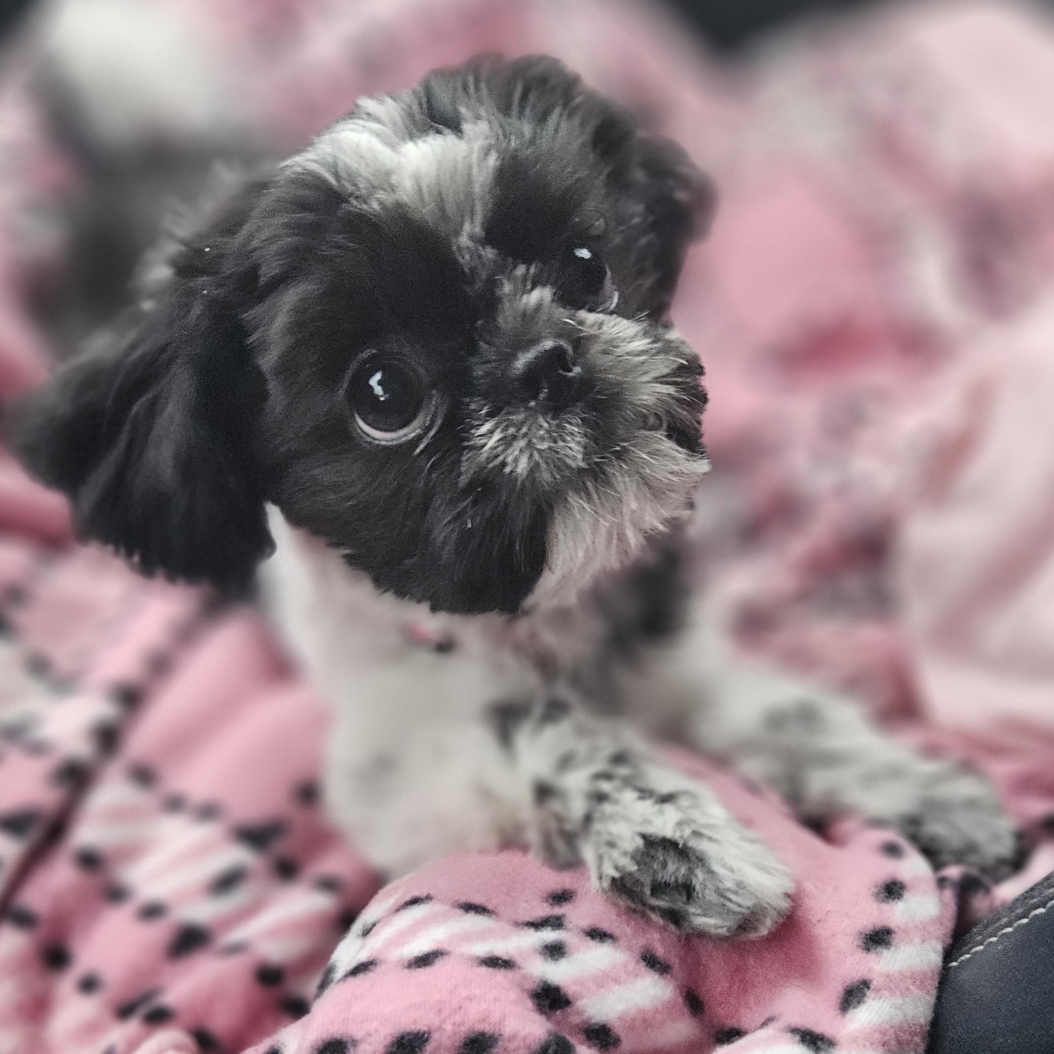 Enlarge Miranda, an adopted mixed breed in Livonia, MI image 1/6