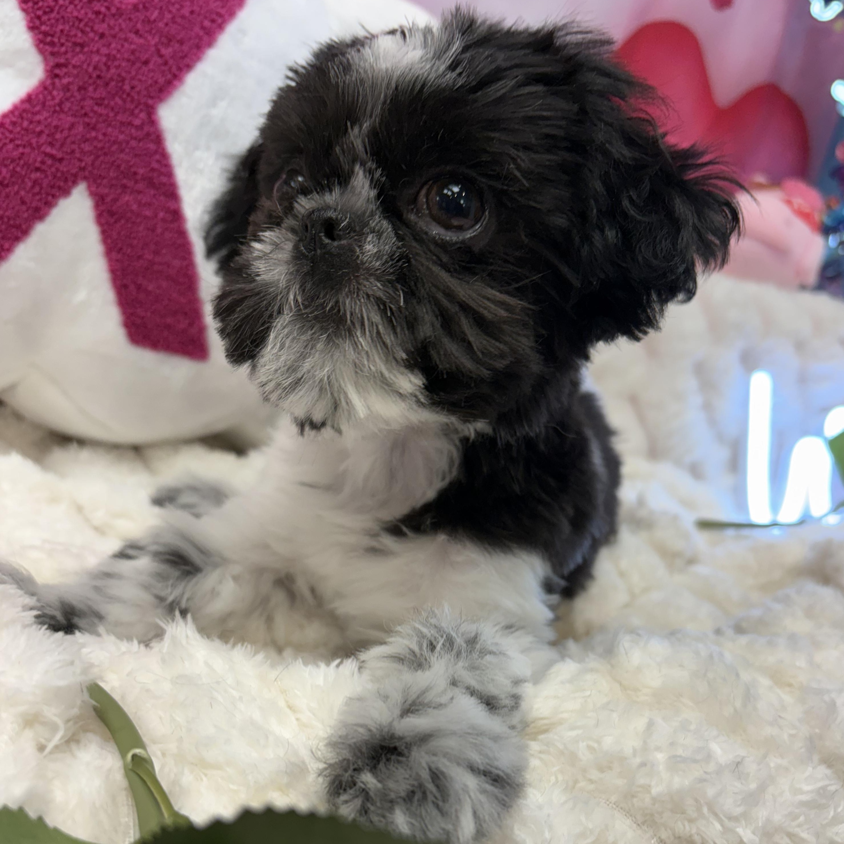 Enlarge Miranda, a Adoptable Shih Tzu in Livonia, MI image 3/3