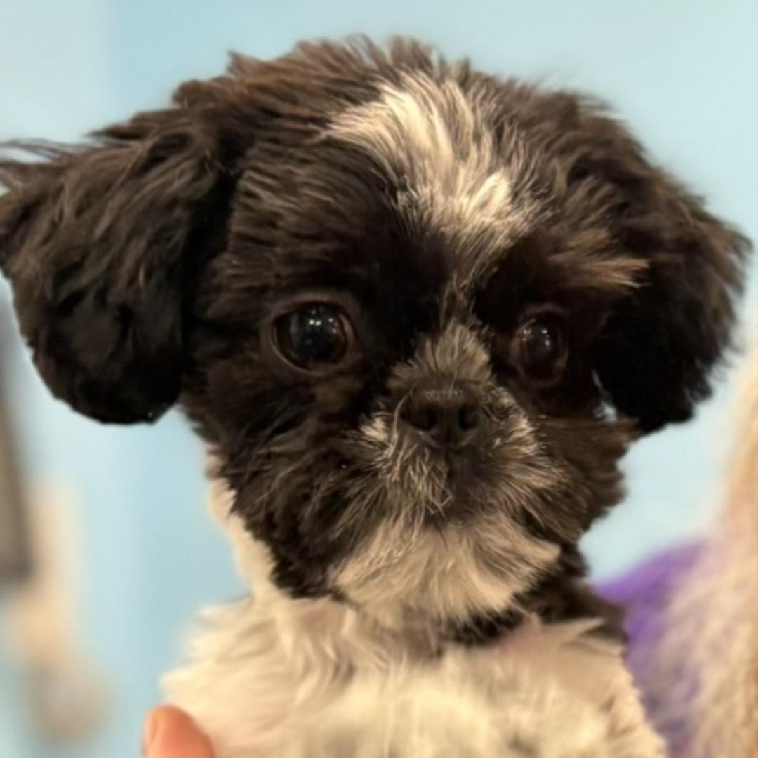 Enlarge Miranda, a Adoptable Shih Tzu in Livonia, MI image 2/3