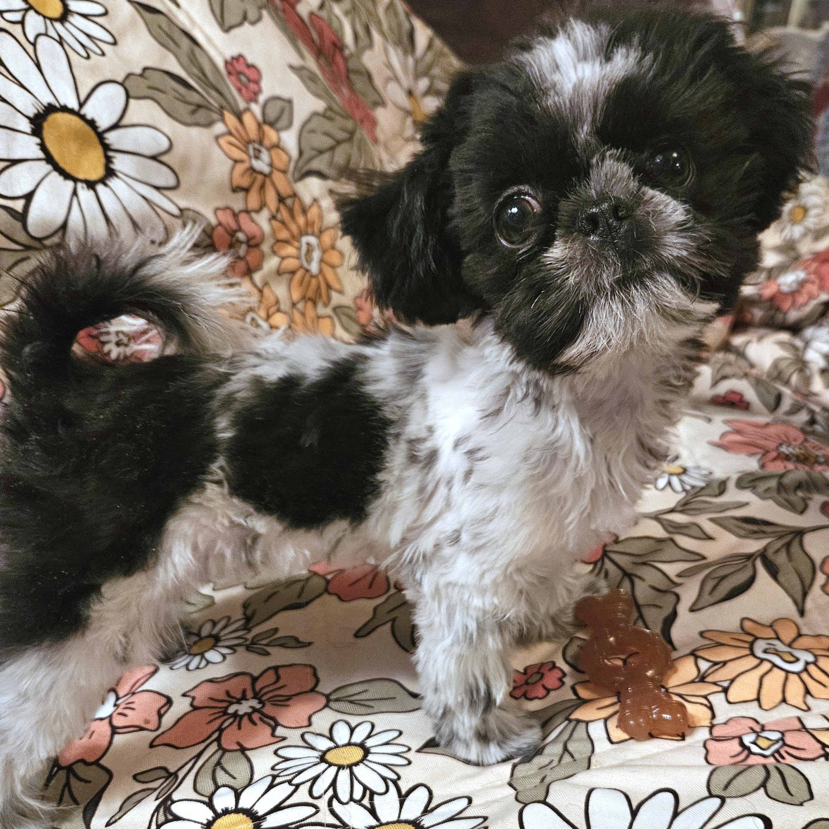 Enlarge Miranda, an adopted mixed breed in Livonia, MI image 3/6