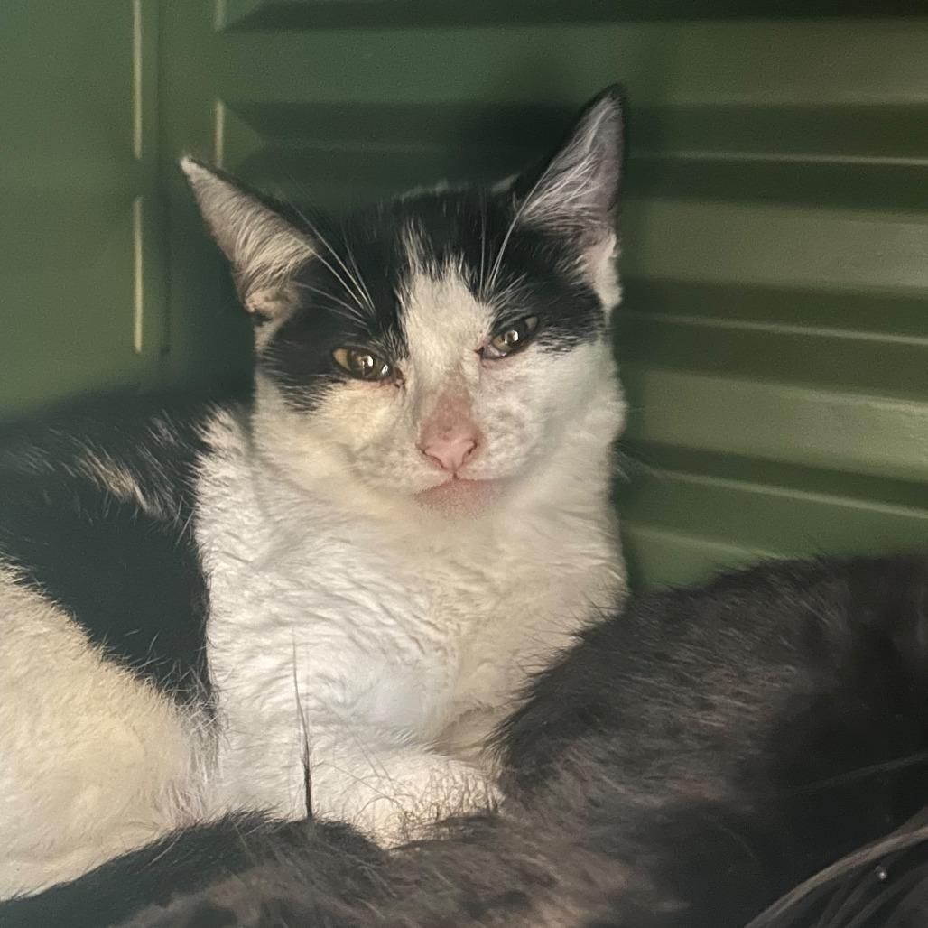 Minnie Mouse, Adoptable, Young Female Domestic Short Hair.