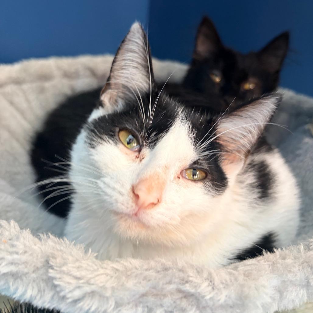 Enlarge Minnie Mouse, a Adoptable Domestic Short Hair in Watertown, NY image 2/2