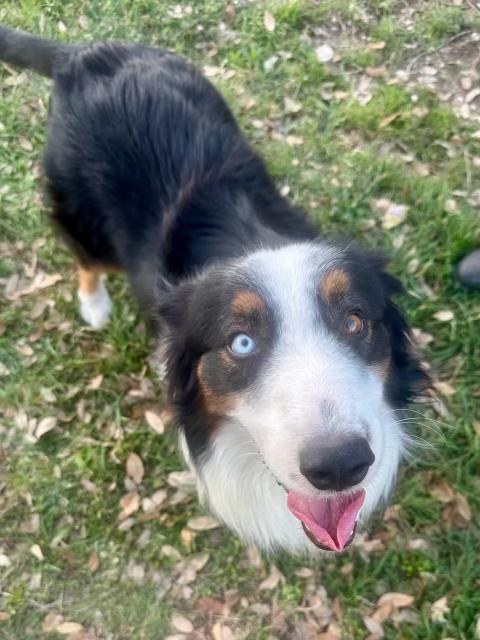 Enlarge Panda Bear, an adoptable Australian Shepherd in Driftwood, TX image 1/1