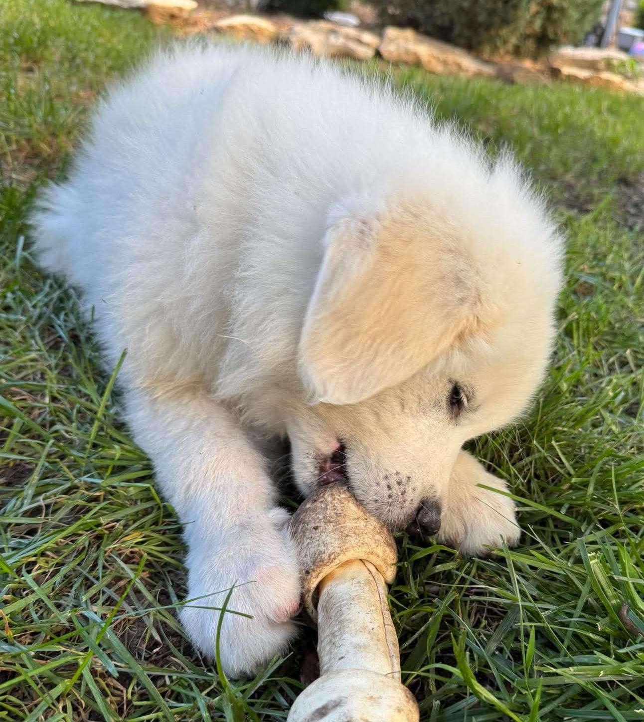 Labubu-boy, a ADOPTABLE Great Pyrenees in Kiowa, OK image 6/6