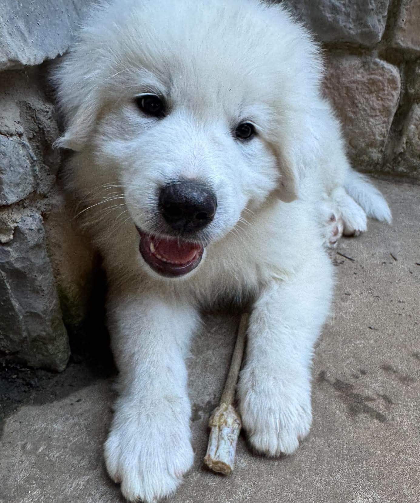 Labubu-boy, a ADOPTABLE Great Pyrenees in Kiowa, OK image 3/6