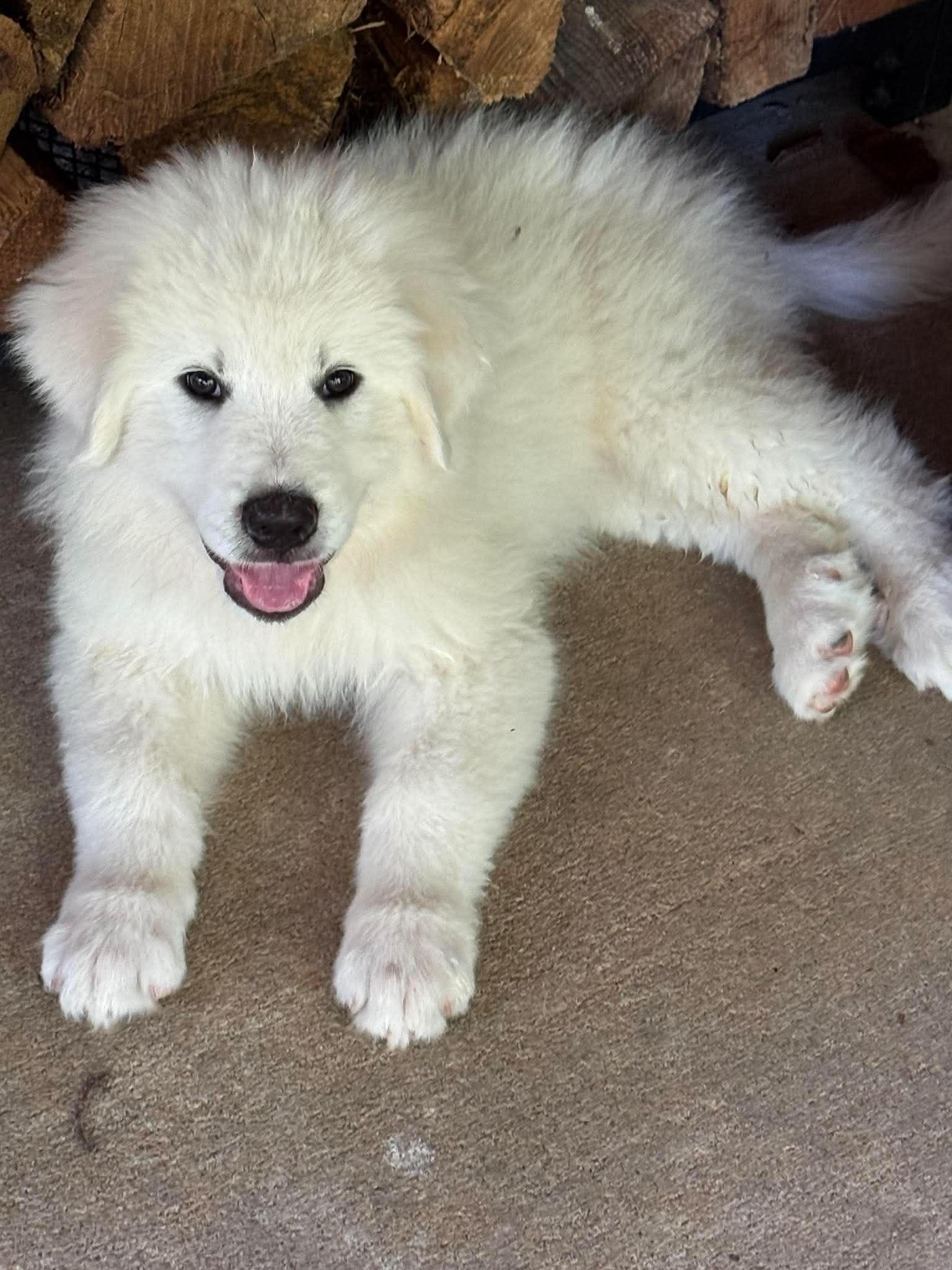 Labubu-boy, a ADOPTABLE Great Pyrenees in Kiowa, OK image 5/6