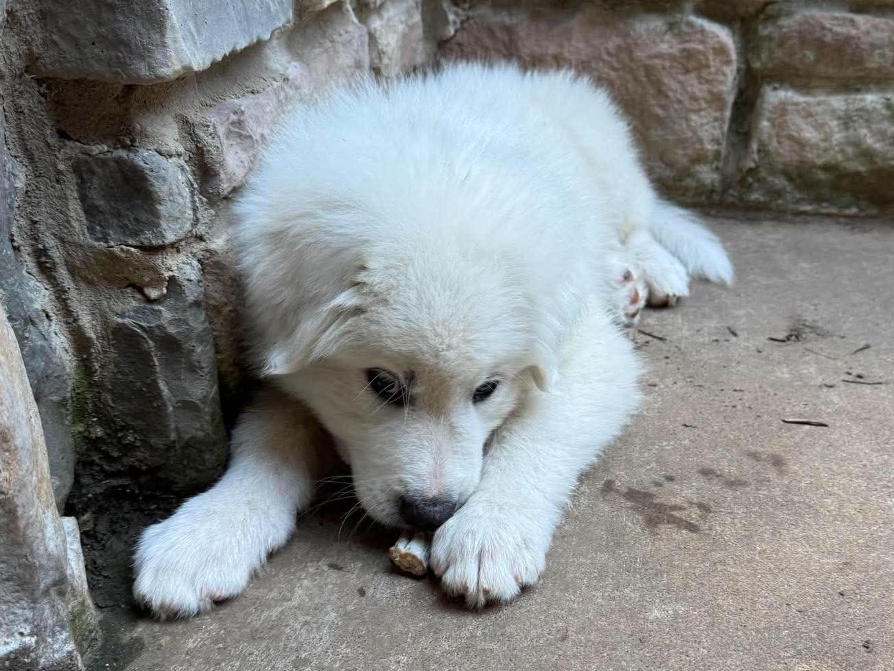 Labubu-boy, a ADOPTABLE Great Pyrenees in Kiowa, OK image 2/6