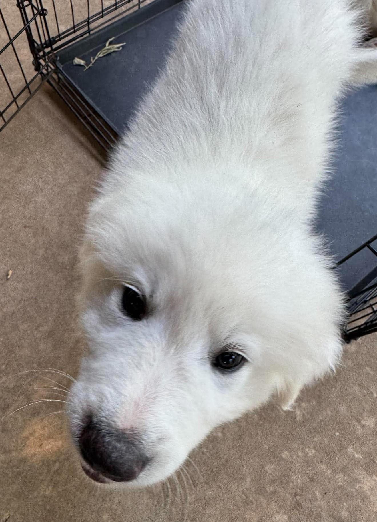 Labubu-boy, a ADOPTABLE Great Pyrenees in Kiowa, OK image 4/6
