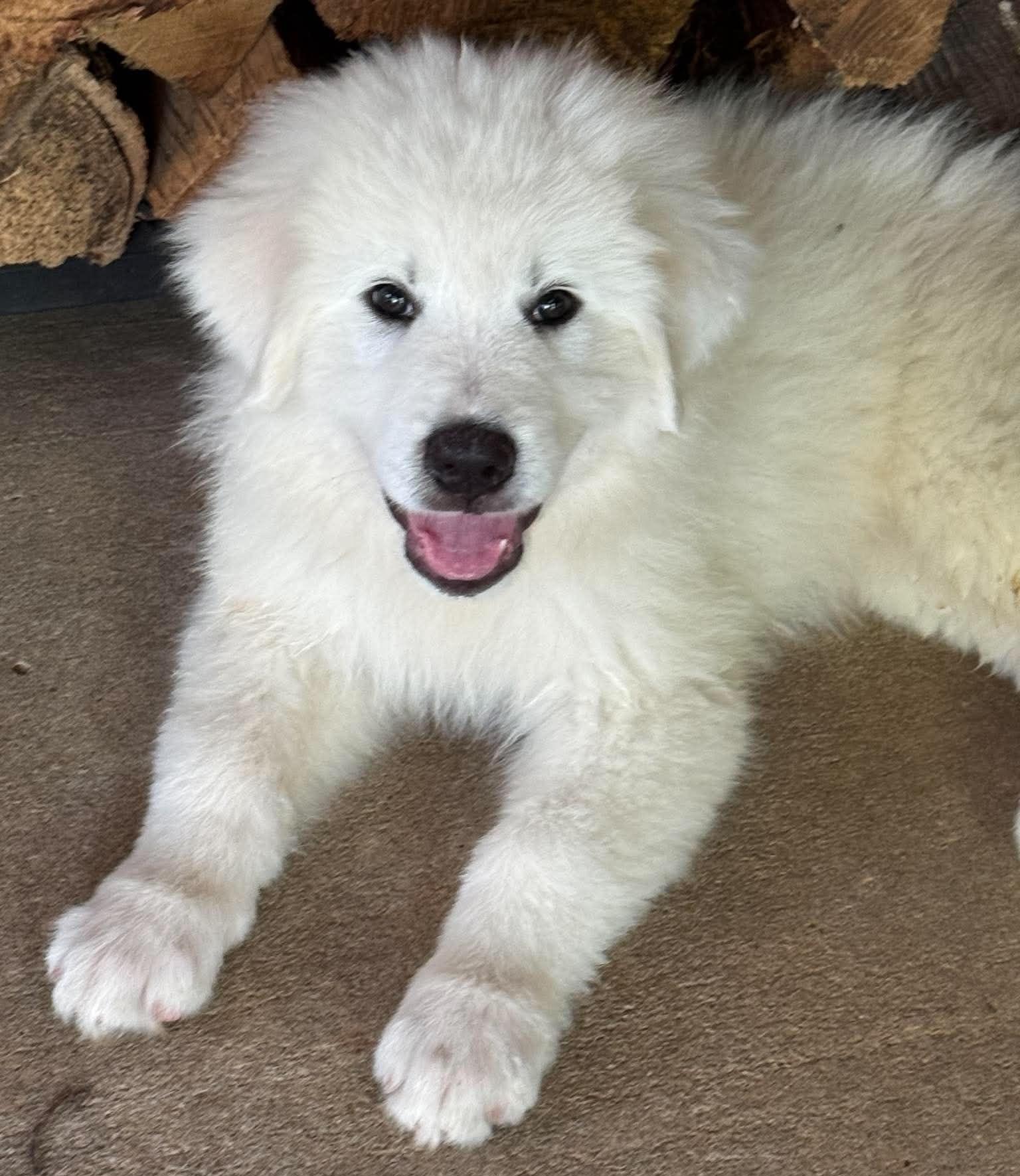 Labubu-boy, ADOPTABLE, Puppy Male Great Pyrenees.