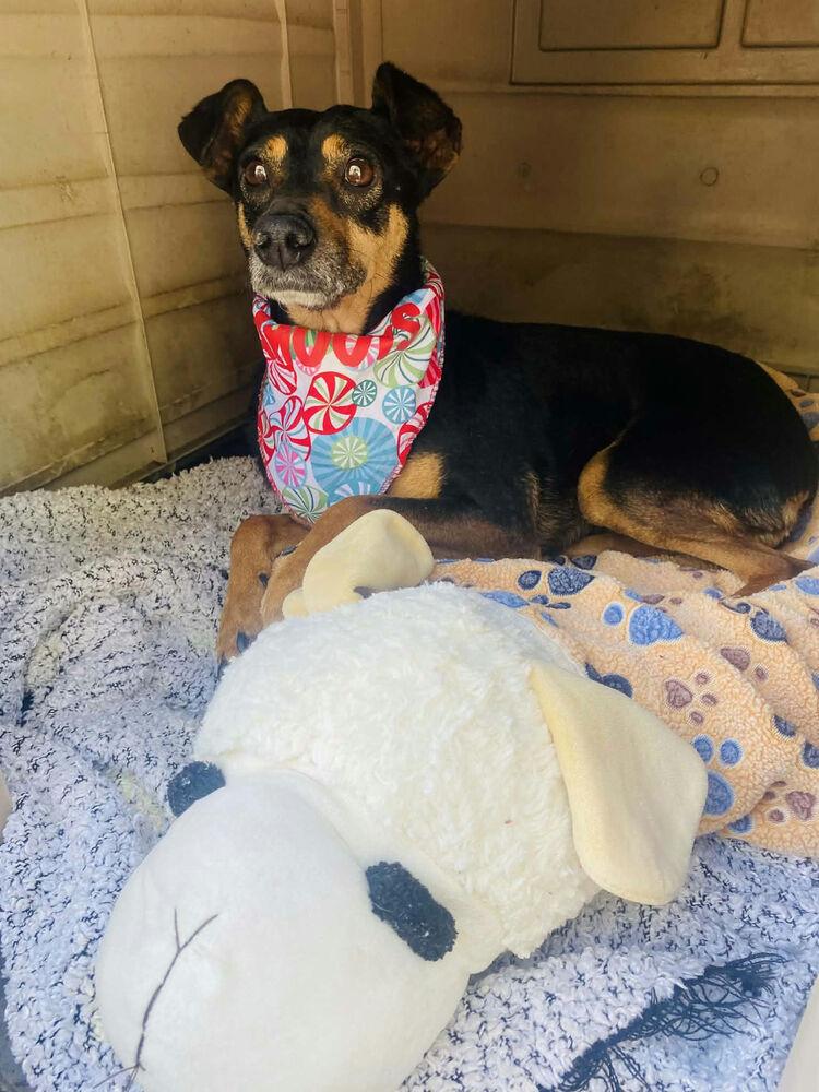 Enlarge Peaches, a Adoptable mixed breed in New York, NY image 1/4