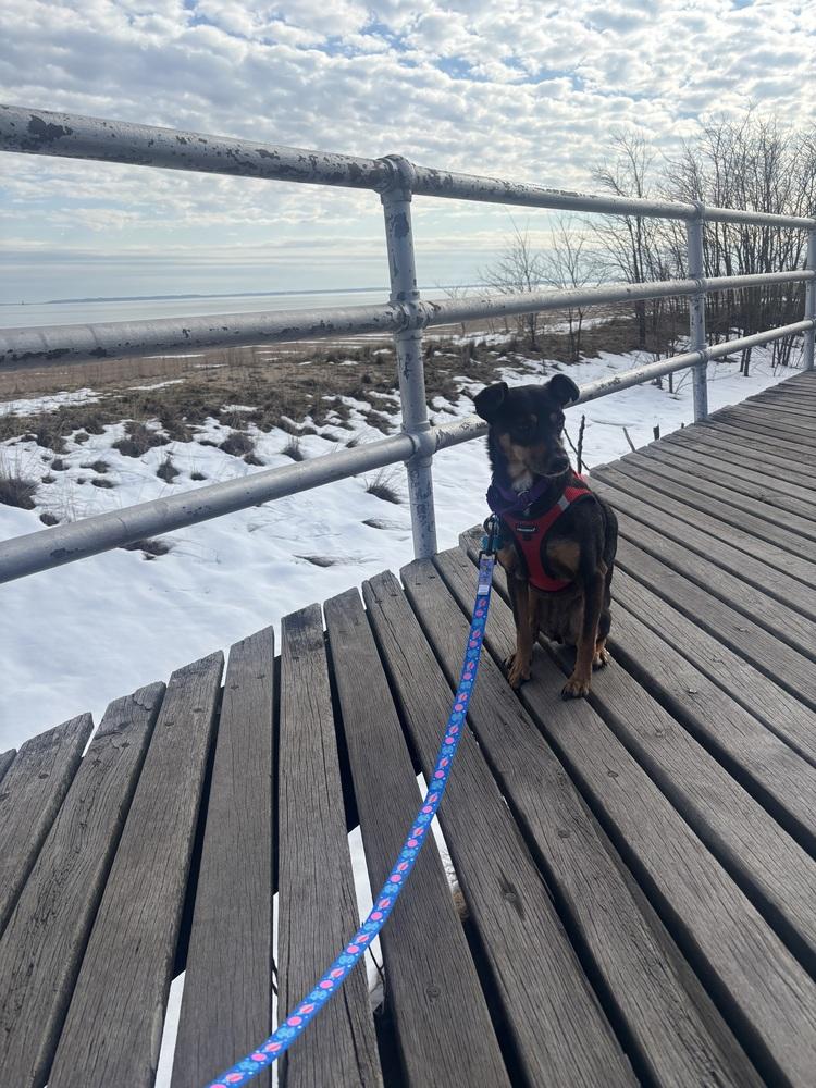 Enlarge Peaches, a Adoptable mixed breed in New York, NY image 3/4