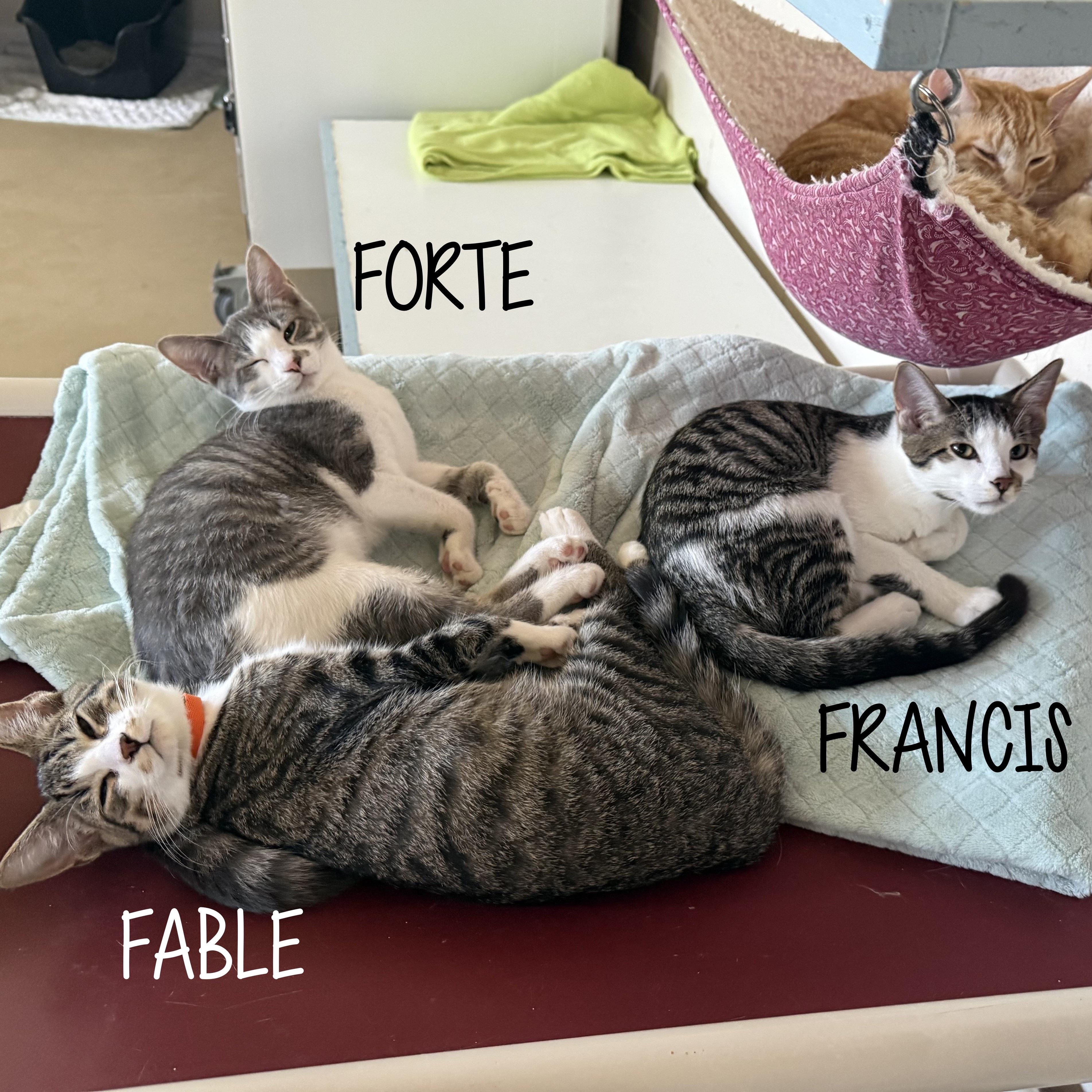 Enlarge FORTE, a Adoptable Domestic Short Hair in La Crescent, MN image 2/2