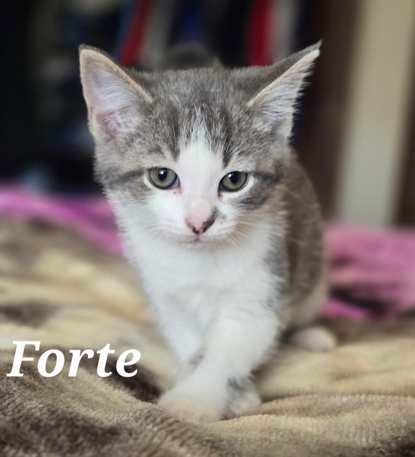 FORTE, ADOPTABLE, Kitten Male Domestic Short Hair.