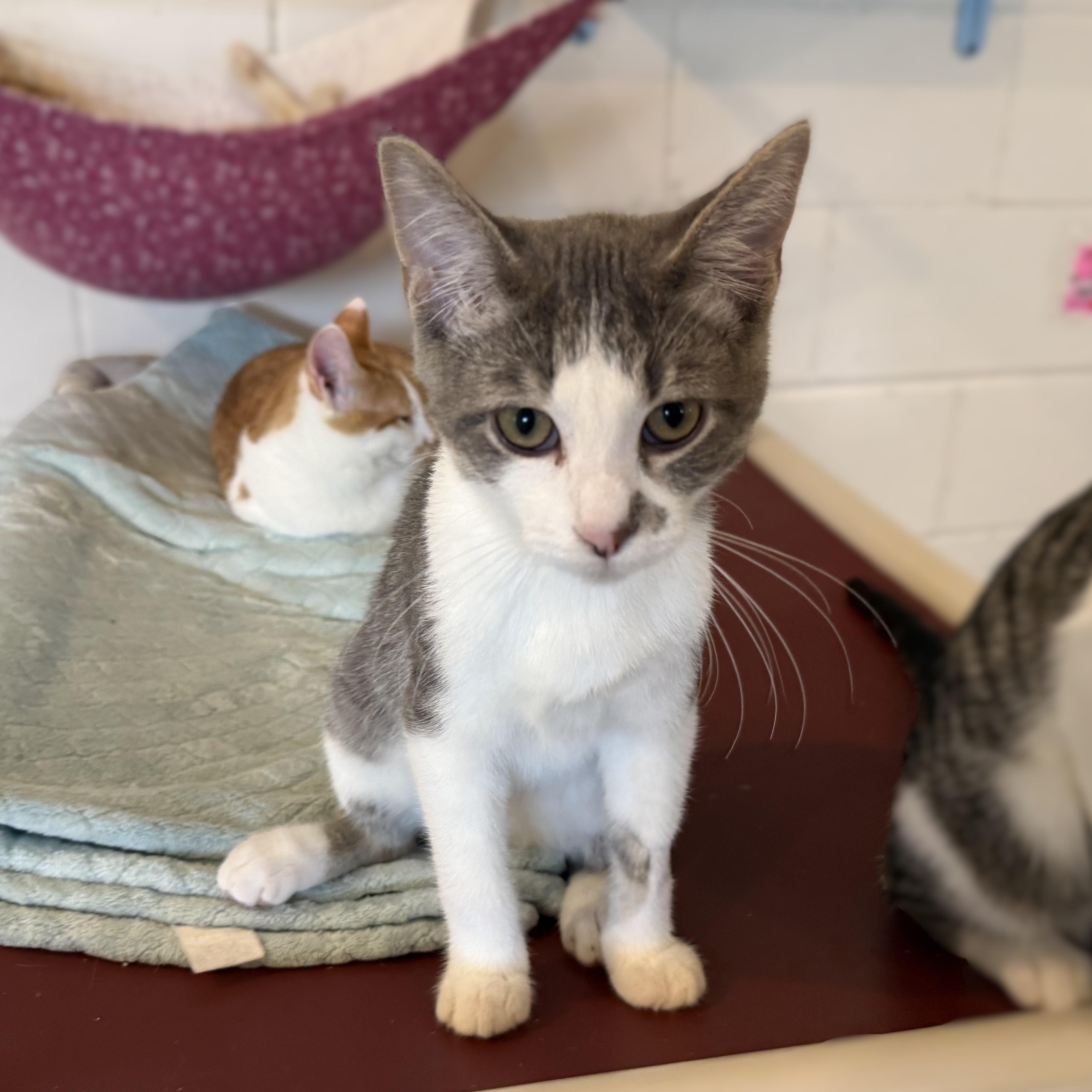FORTE, Adoptable, Kitten Male Domestic Short Hair.