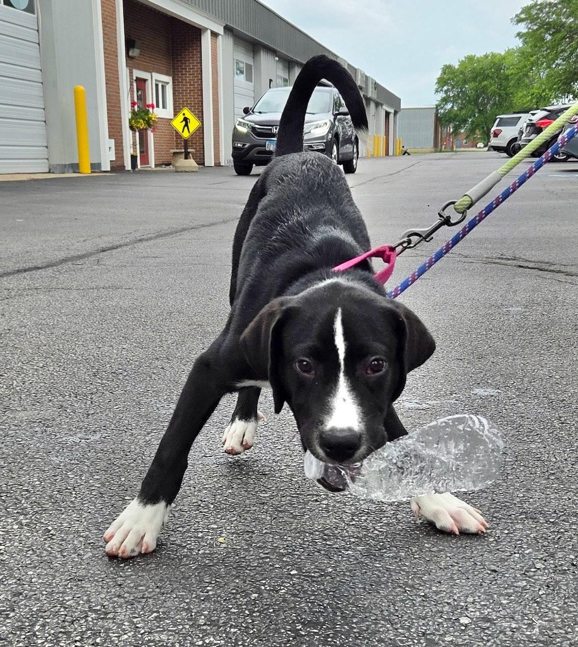 JETT, Adoptable, Puppy Male Labrador Retriever & Great Pyrenees.