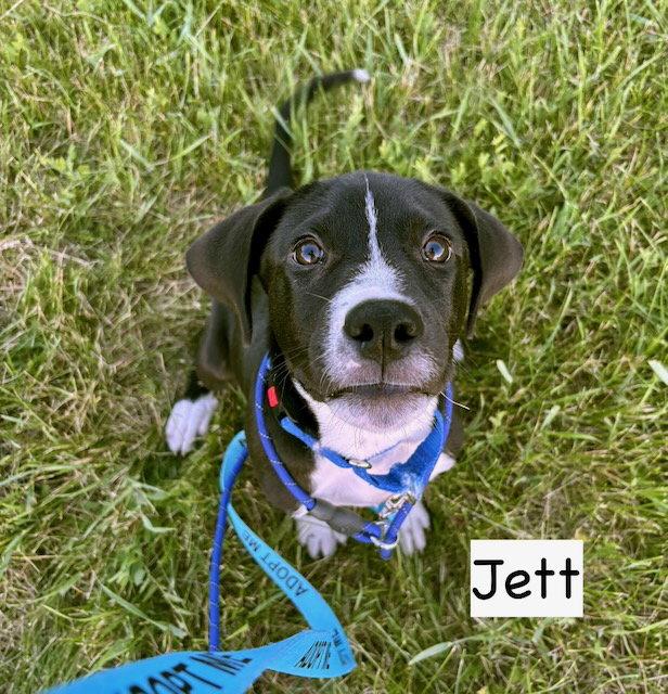 Enlarge JETT, a Adoptable mixed breed in GILBERTS, IL image 3/3
