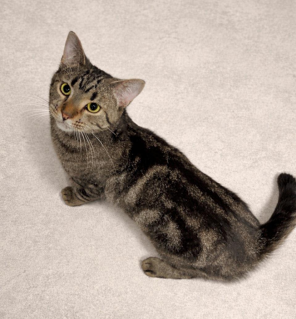 Molly, ADOPTABLE, Young Female Tabby.