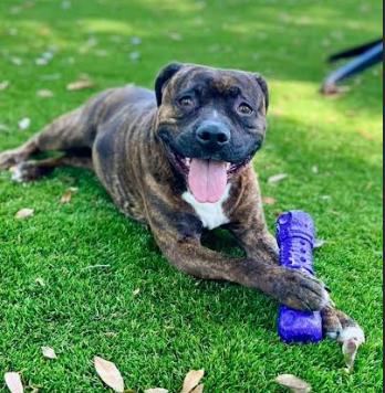 Whisper, a Adoptable mixed breed in Palm Harbor, FL image 5/6