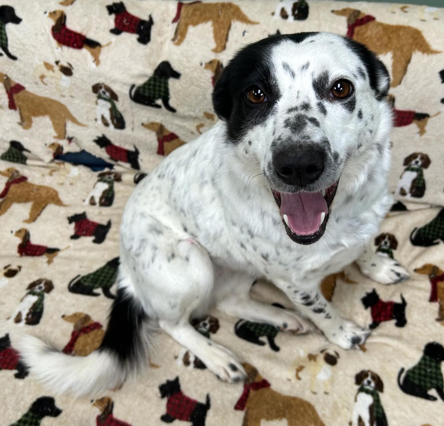 Enlarge Oreo, a Adoptable mixed breed in Neillsville, WI image 5/5