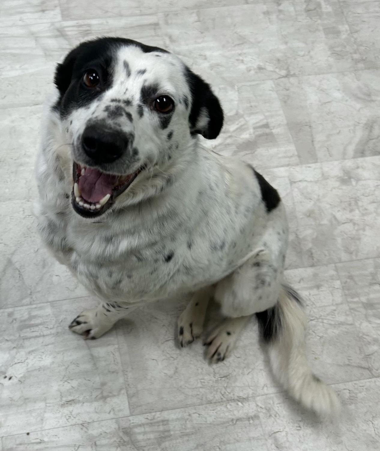 Enlarge Oreo, a Adoptable mixed breed in Neillsville, WI image 3/5