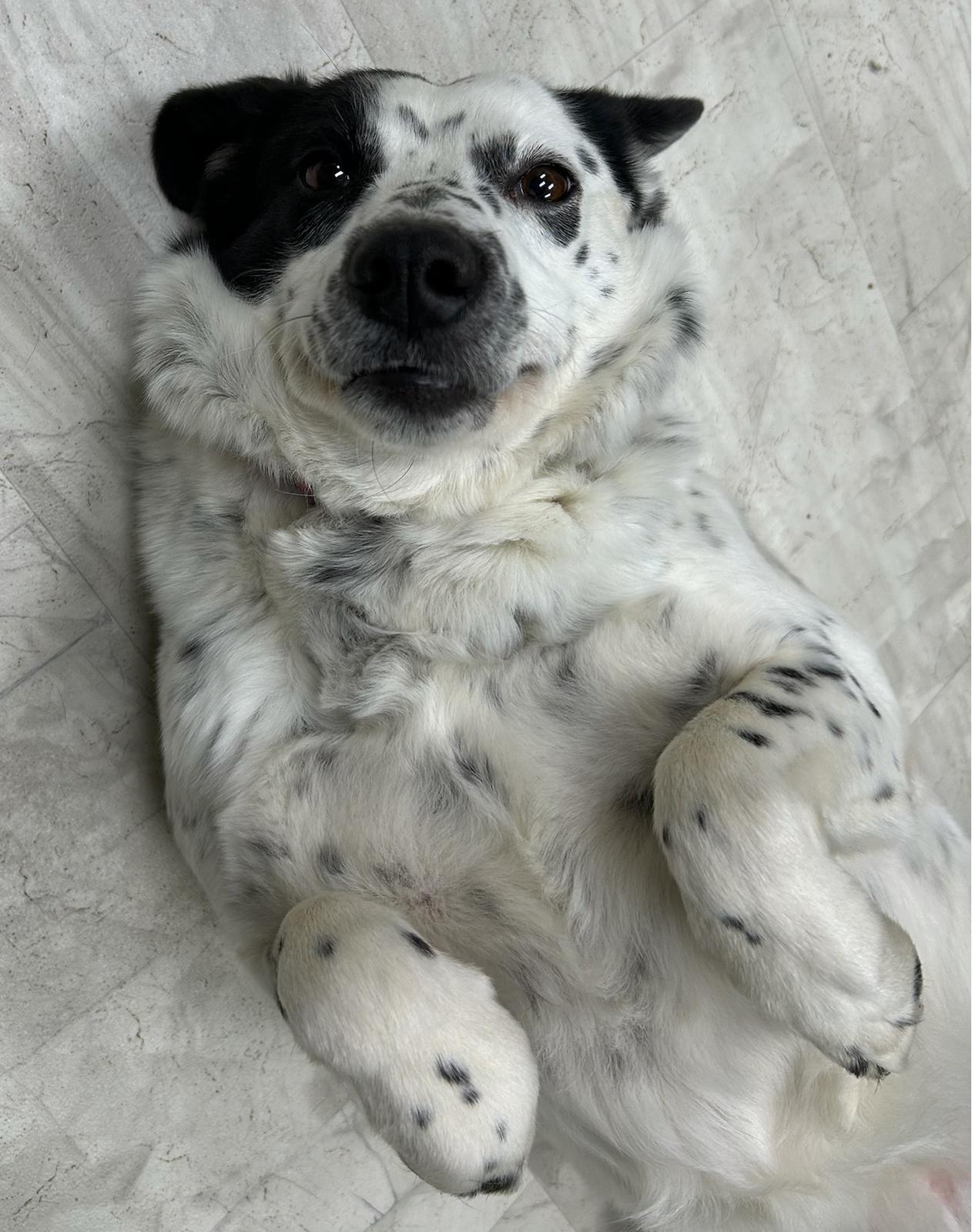 Enlarge Oreo, a Adoptable mixed breed in Neillsville, WI image 4/5