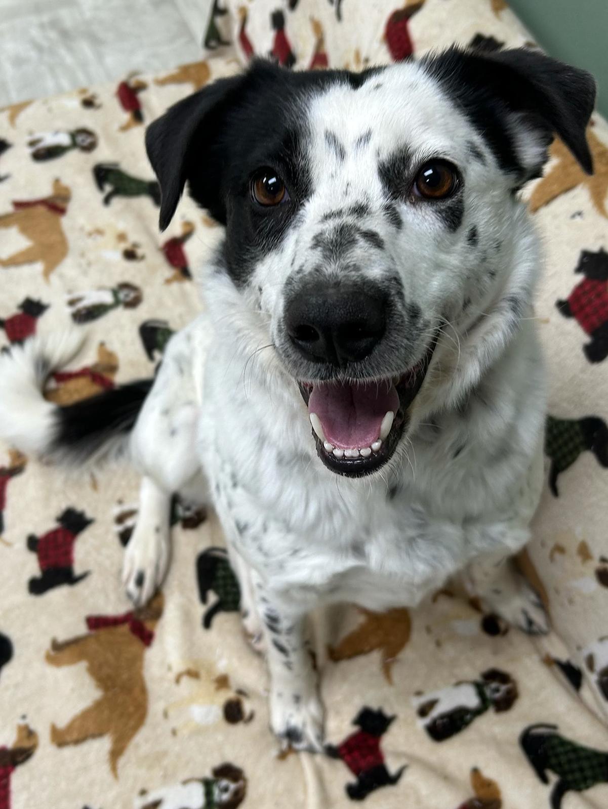 Enlarge Oreo, a Adoptable mixed breed in Neillsville, WI image 2/5